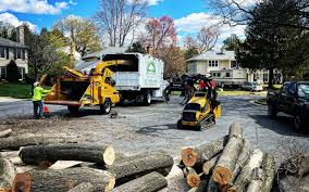 How Our Tree Care Process Works  in Tarrytown, NY